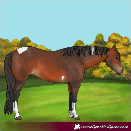 Horse Color:Bay Tobiano