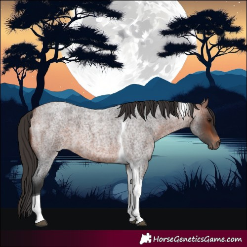 Horse Color:Bay Roan Tobiano 
