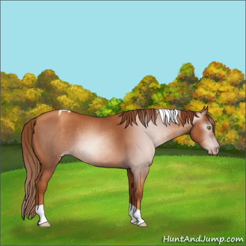 Horse Color:Gray Gold Champagne Tobiano 