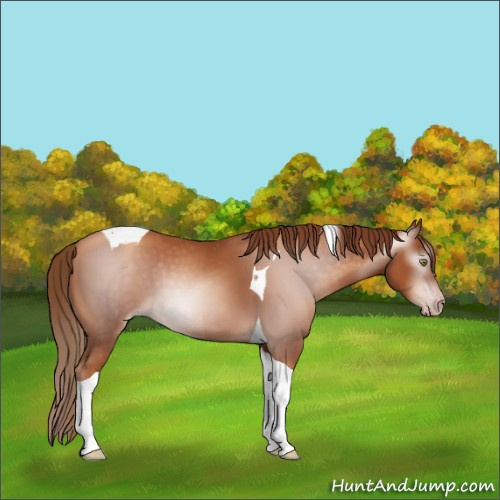 Horse Color:Gray Gold Champagne Tobiano 