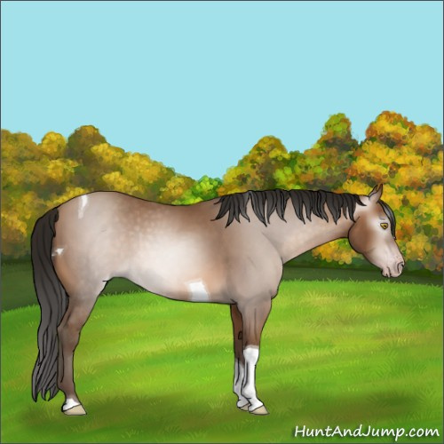 Horse Color:Gray Amber Champagne Tobiano 