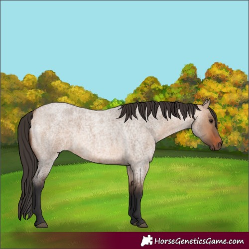 Horse Color:Bay Roan Dun 