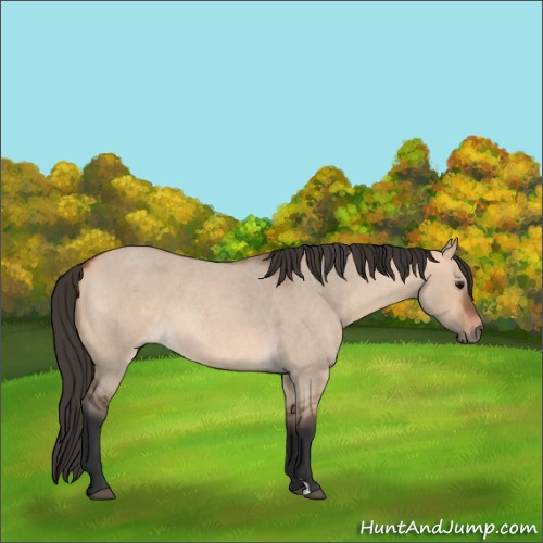 Horse Color:Bay Roan Dun 