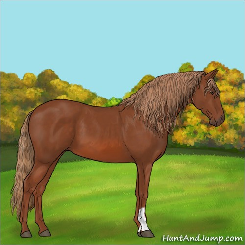 Horse Color:Chestnut 