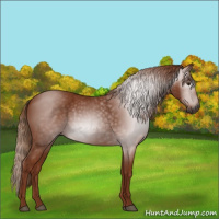 Horse Color:Gray Chestnut 