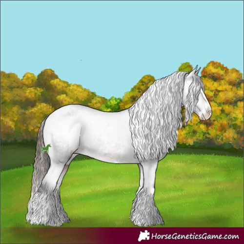 Horse Color:Bay Splash Appaloosa