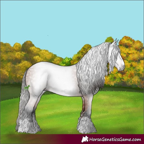 Horse Color:Gray Bay 