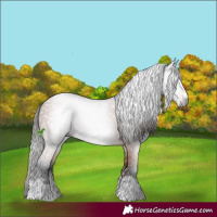 Horse Color:Gray Bay 
