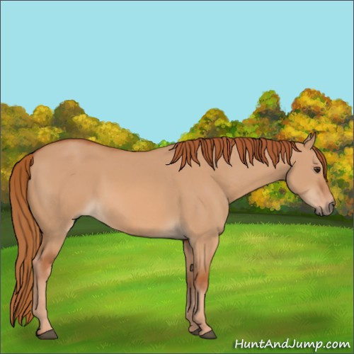 Horse Color:Red Dun 