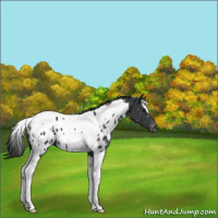 Horse Color:Black Tobiano Appaloosa 