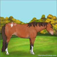 Horse Color:Bay Appaloosa 