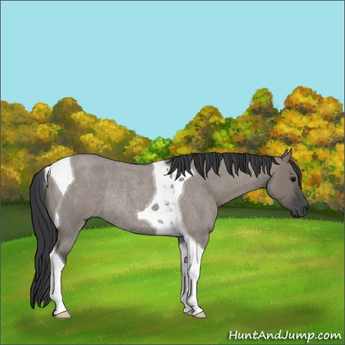 Horse Color:Grullo Roan Tobiano Rabicano 