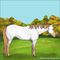 Horse Color:Red Dun Roan Appaloosa 