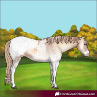 Horse Color:White Spotted Red Onyx Appaloosa 
