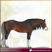 Horse Color:Brown Splash 