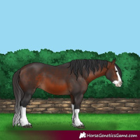 Horse Color:Brown Splash 
