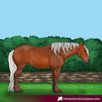 Horse Color:Silver Bay 