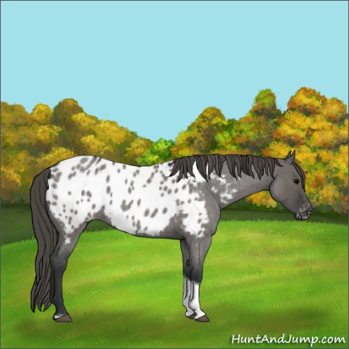 Horse Color:Grullo Roan Tobiano Appaloosa 