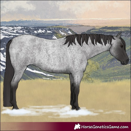 Horse Color:Smoky Blue Roan 