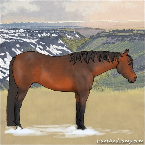 Horse Color:Bay 