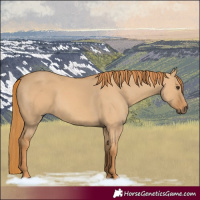 Horse Color:Red Dun 