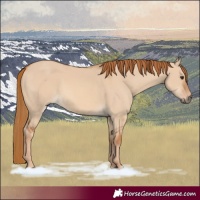 Horse Color:Red Dun 
