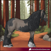 Horse Color:Black  and Grullo 