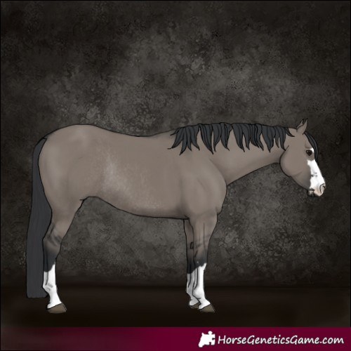 Horse Color:Grullo Rabicano 