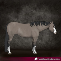 Horse Color:Grullo Rabicano 