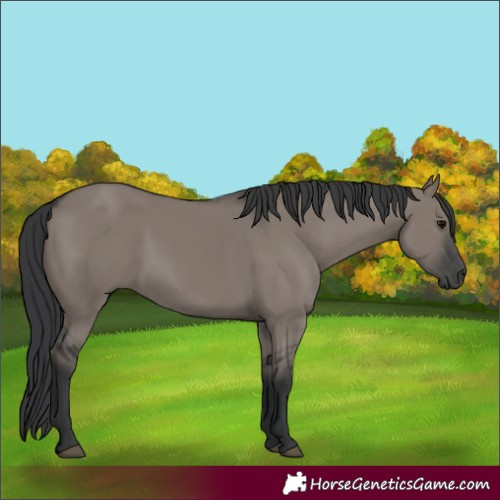 Horse Color:Grullo Rabicano