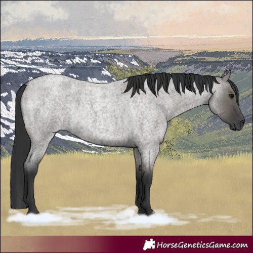 Horse Color:Grullo Roan Rabicano 