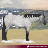 Horse Color:Grullo Roan Rabicano 