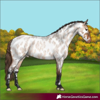 Horse Color:Bay Roan Dun Appaloosa 