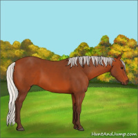 Horse Color:Silver Bay 