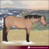 Horse Color:Bay Dun 
