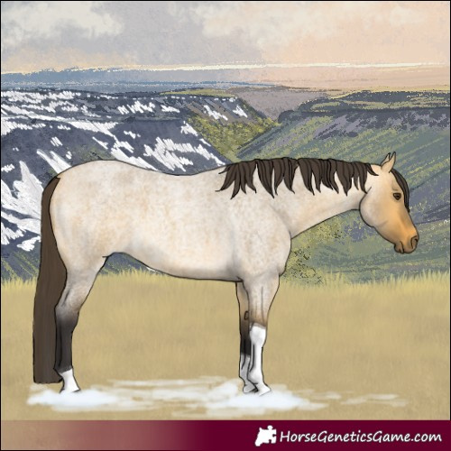 Horse Color:Buckskin Roan Dun Tobiano 