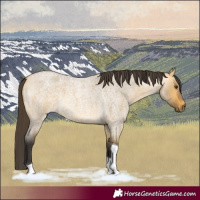 Horse Color:Buckskin Roan Dun Tobiano