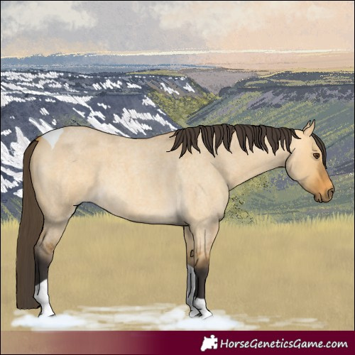 Horse Color:Buckskin Roan Dun Tobiano 