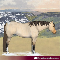 Horse Color:Buckskin Roan Dun Tobiano 