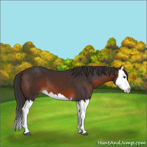 Horse Color:Brown Splash 