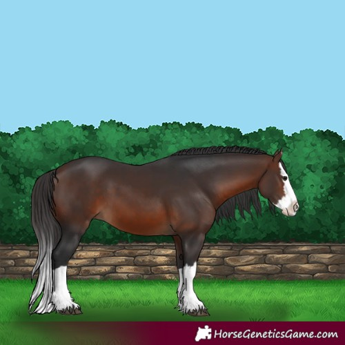 Horse Color:Brown Splash 