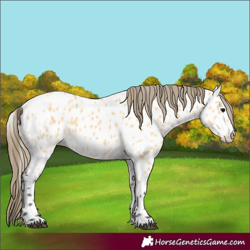 Horse Color:Buckskin Near Leopard 
