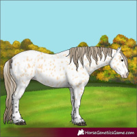 Horse Color:Buckskin Near Leopard 