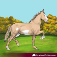 Horse Color:Gold Champagne Frame 