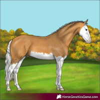 Horse Color:Silver Buckskin Splash