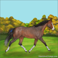Horse Color:Bay Roan Splash 