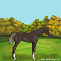 Horse Color:Liver Chestnut Sabino Tobiano 