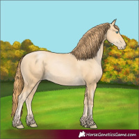 Horse Color:Buckskin Pearl 