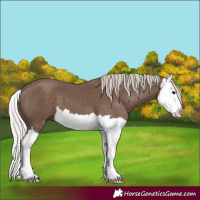 Horse Color:Silver Black Splash