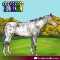 Horse Color:White Spotted Buckskin Roan Mushroom Appaloosa 